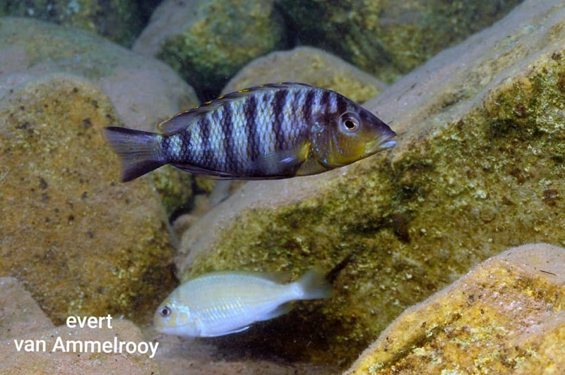 Jabarichromis pfefferi 'Kigoma North'